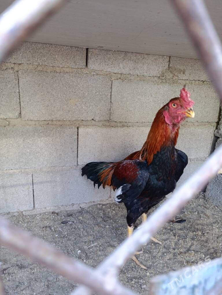 tasken horaz - Aşgabat - img 4