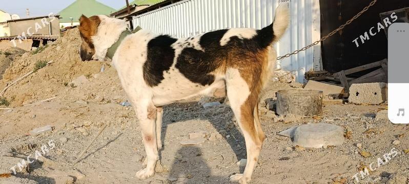 agdar - Кëши - img 2