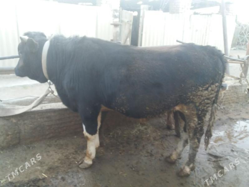 Öküz gibrit - Babadaýhan - img 2