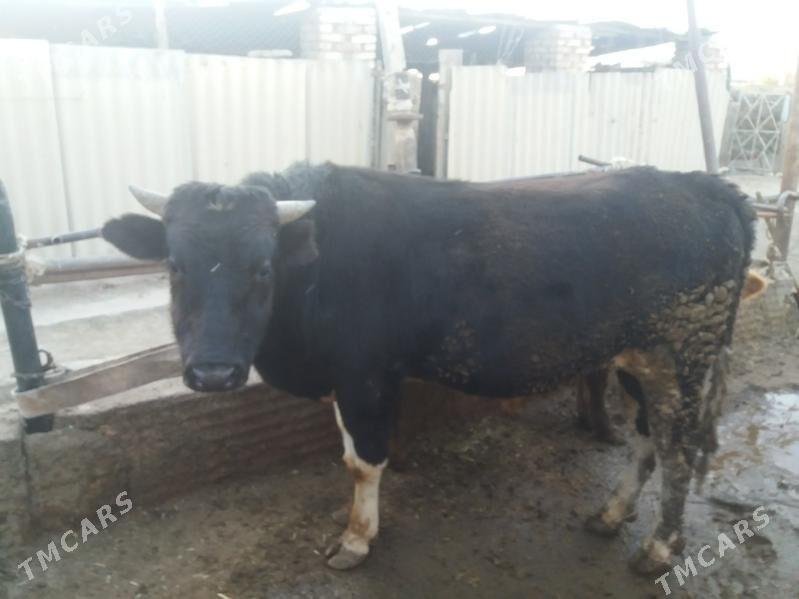 Öküz gibrit - Babadaýhan - img 3