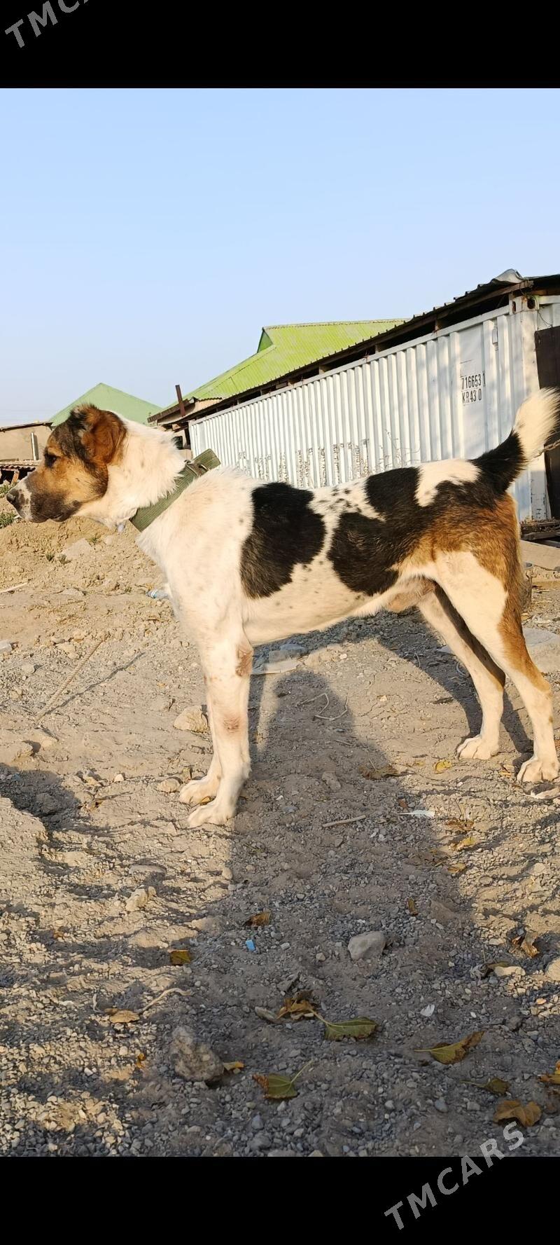 agdar - Кëши - img 4