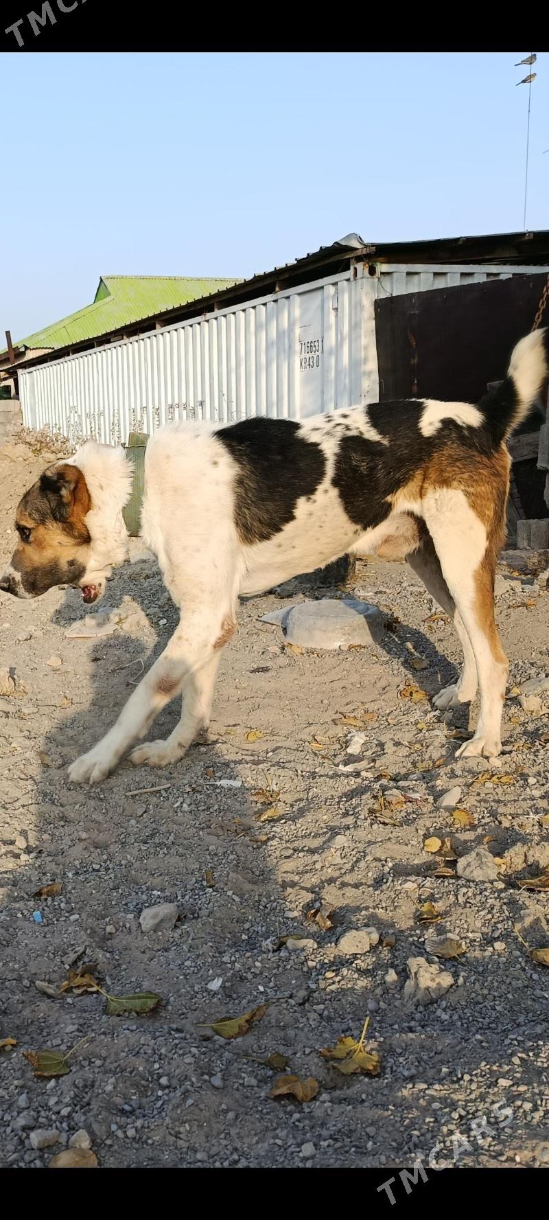 agdar - Кëши - img 3