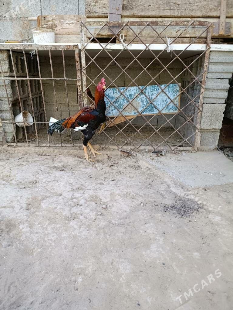 tasken horaz - Aşgabat - img 7