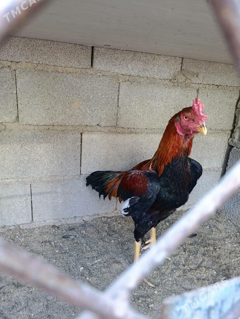 tasken horaz - Aşgabat - img 5