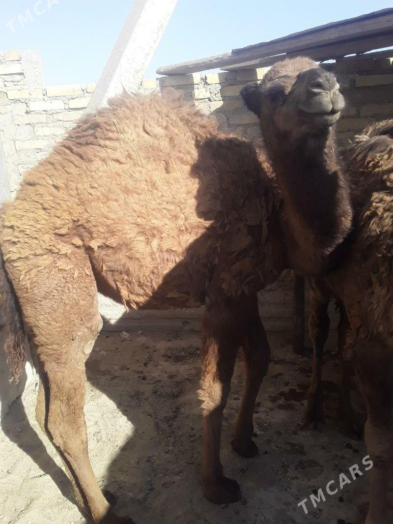 ogsuk - Гумдаг - img 5