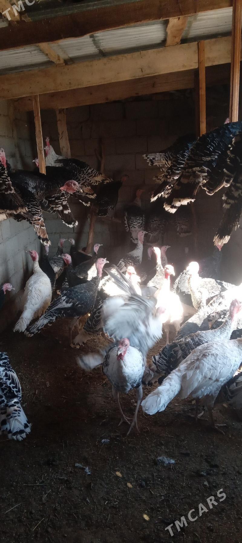 induk - Бабадайхан - img 1