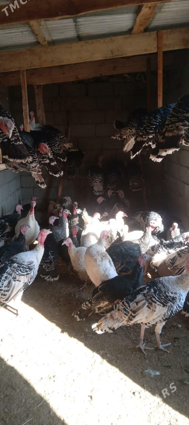 induk - Babadaýhan - img 2