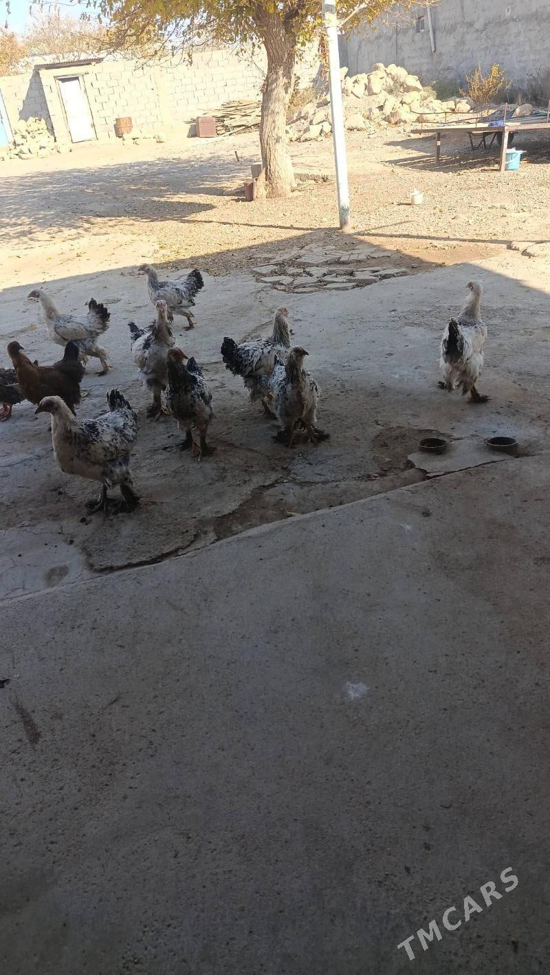 ýaş juýje - Gyzylarbat - img 2