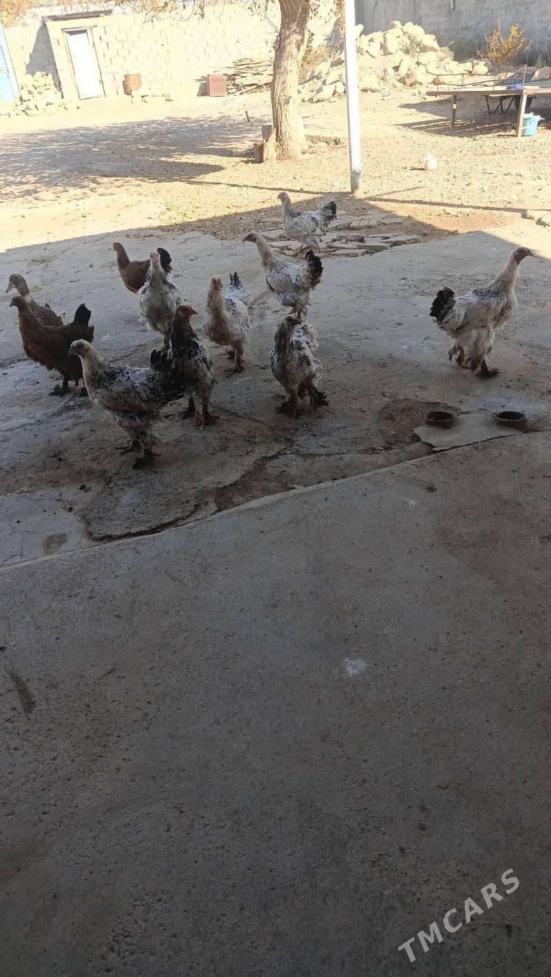 ýaş juýje - Gyzylarbat - img 4