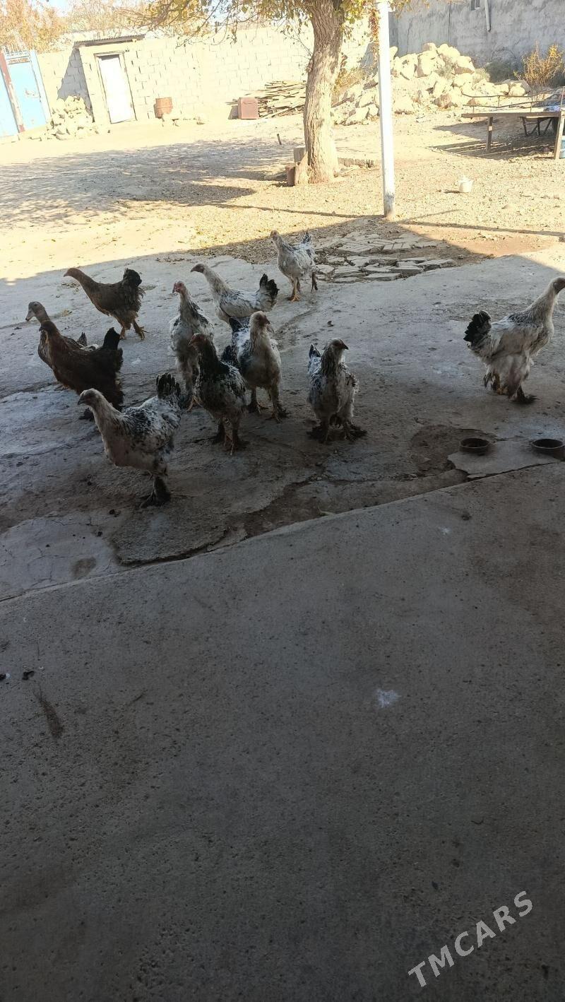 ýaş juýje - Gyzylarbat - img 3