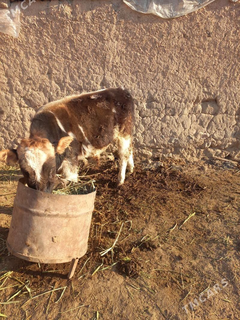 okuz - Gyzylarbat - img 2