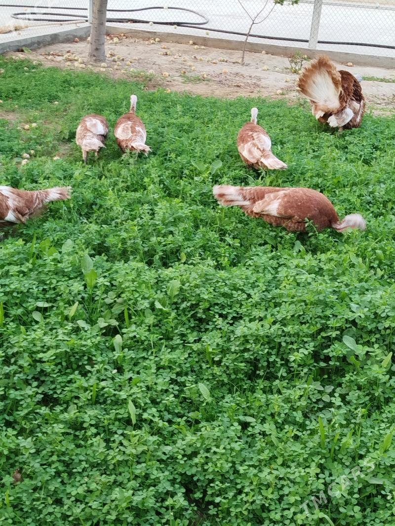 induk Owgan ýumurtga - Täze zaman - img 2