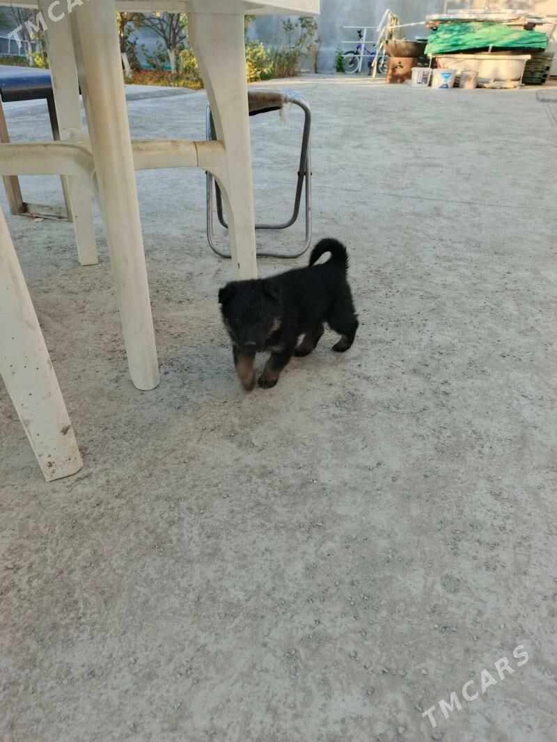 Awçarka - Ашхабад - img 4