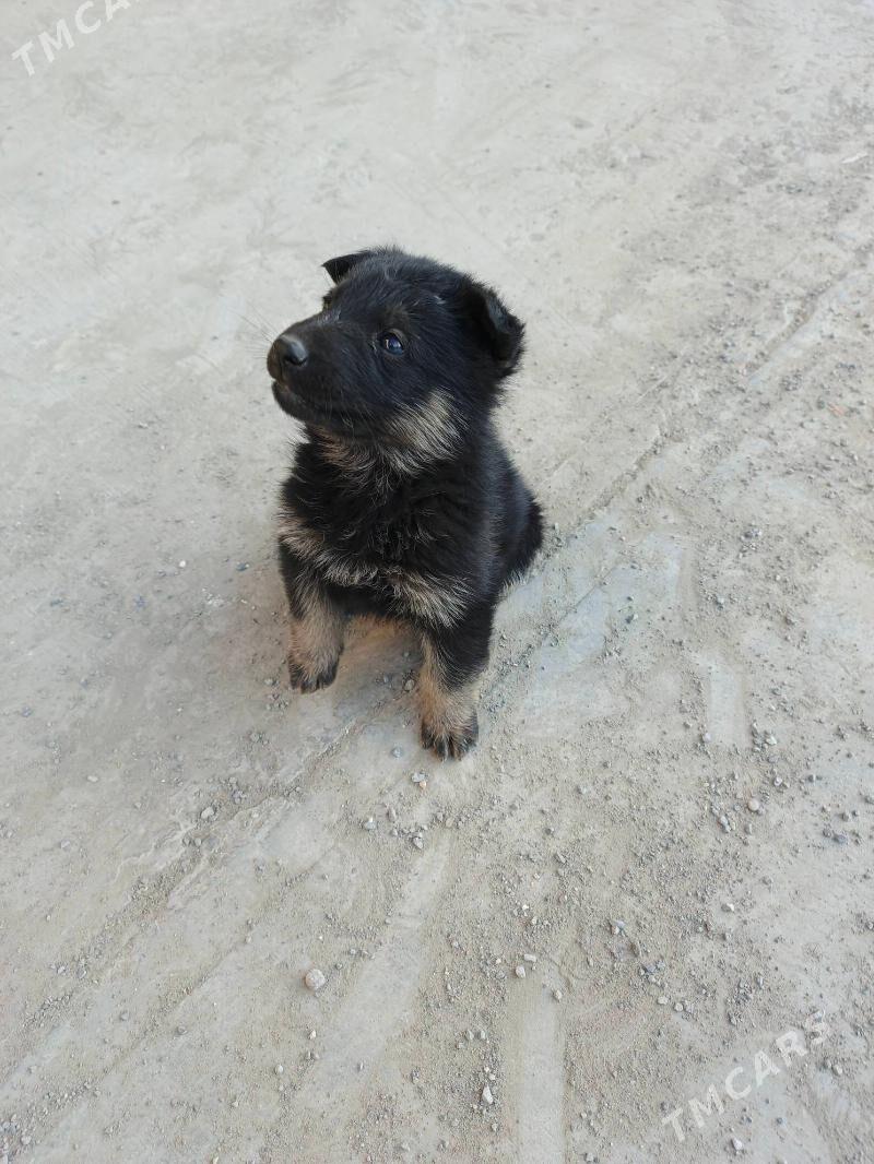 Awçarka - Ашхабад - img 2