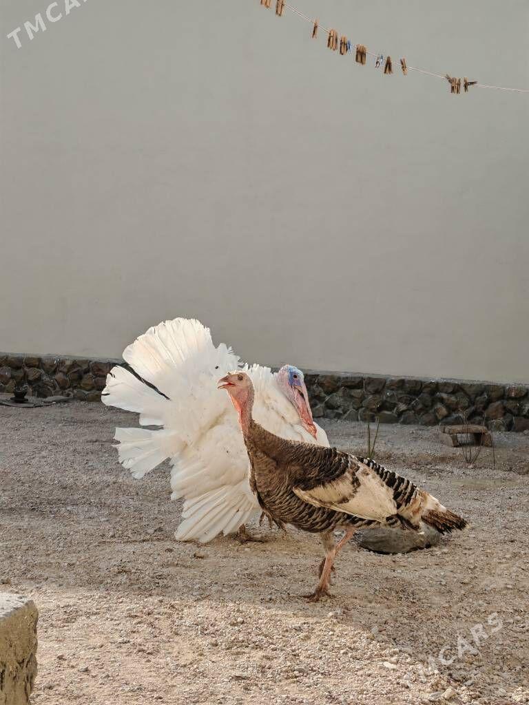 Induk erkek - Balkanabat - img 3