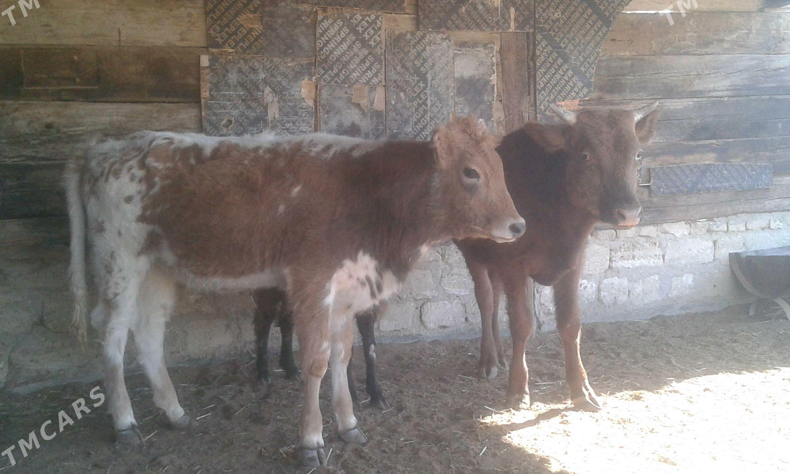 öküz biri gacar - Bereket - img 2