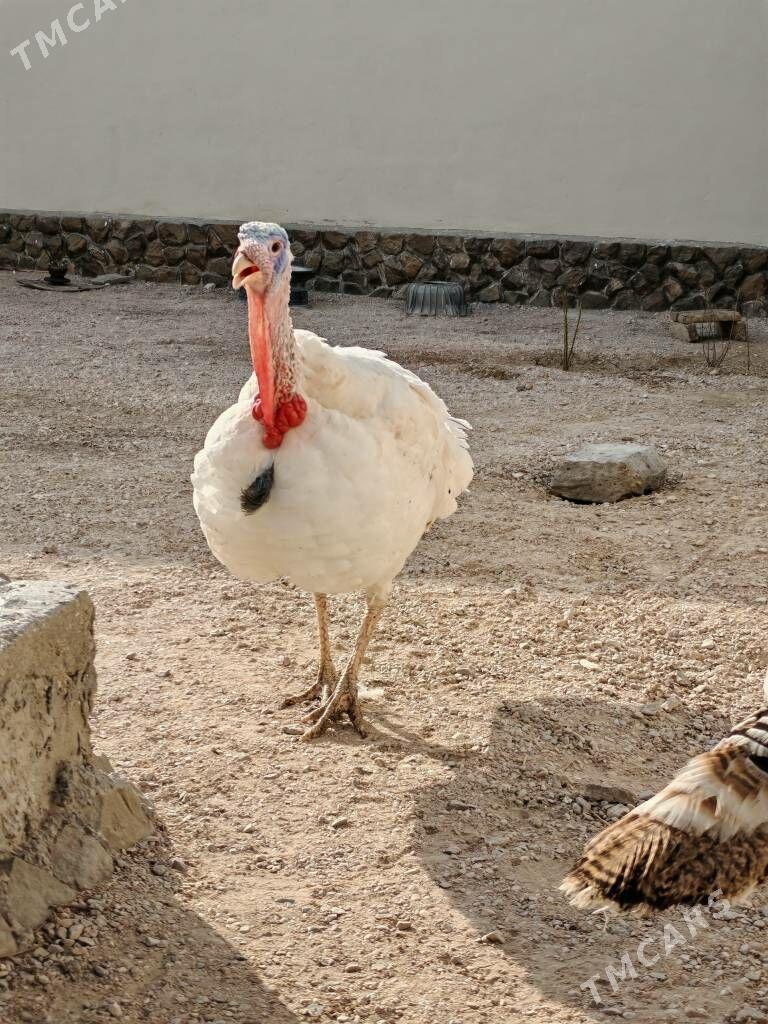 Induk erkek - Balkanabat - img 2