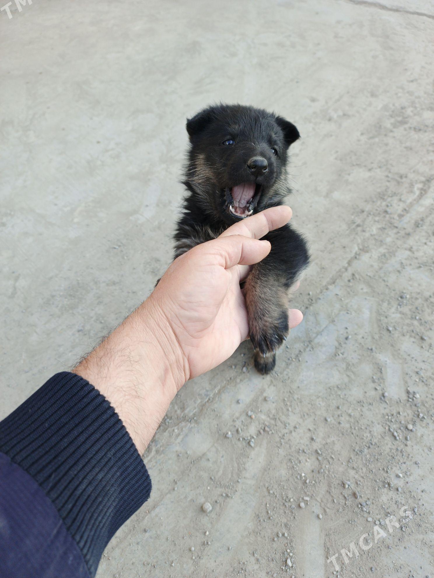 Awçarka - Ашхабад - img 3