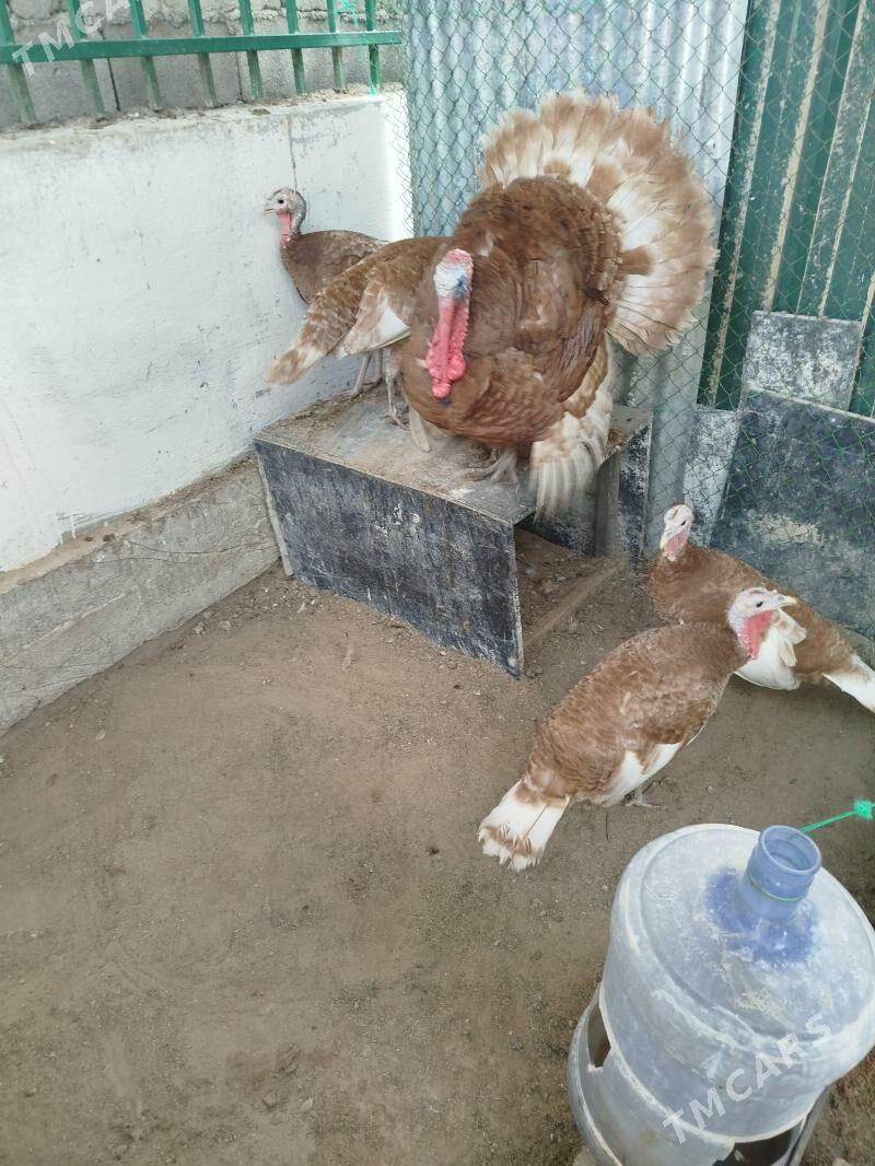 induk Owgan ýumurtga - Täze zaman - img 4