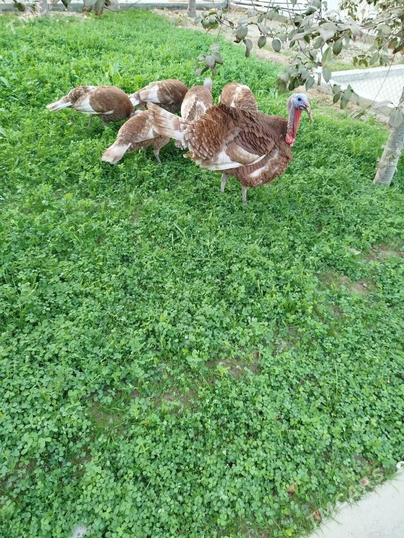 induk Owgan ýumurtga - Täze zaman - img 1