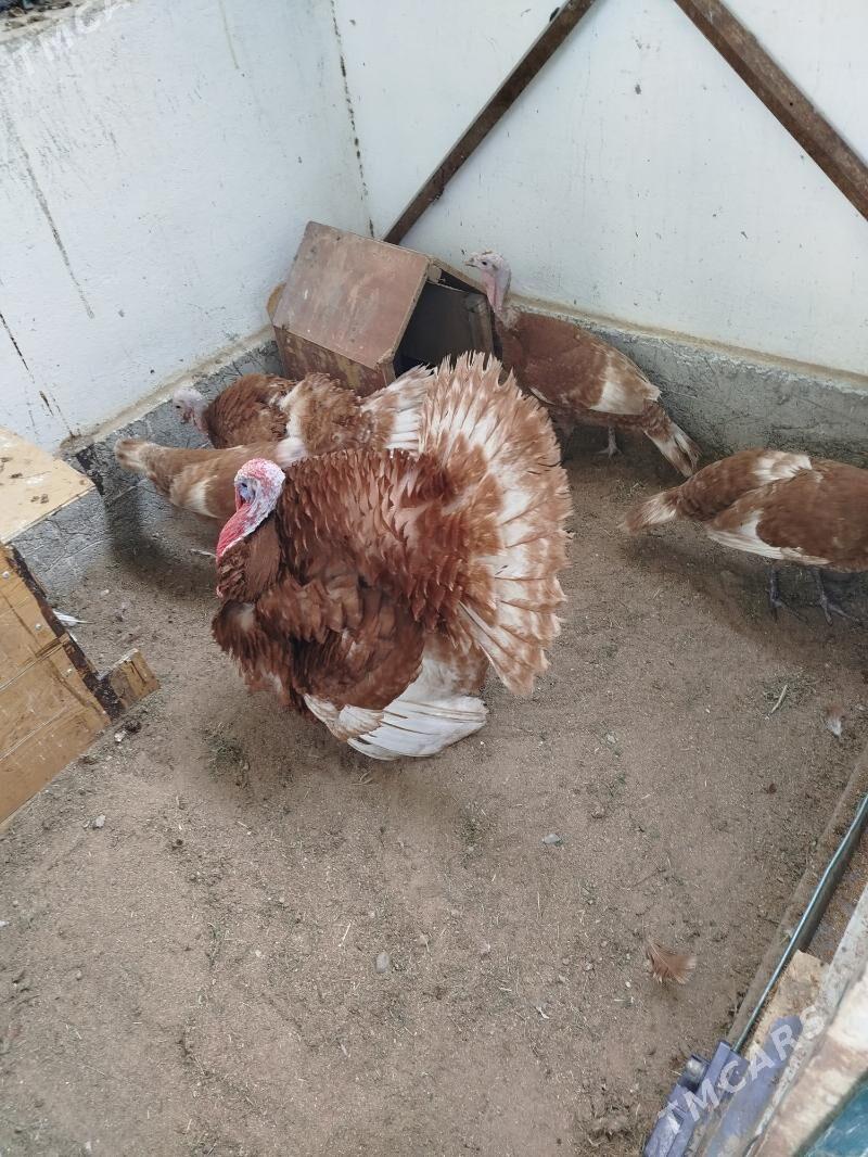 induk Owgan ýumurtga - Täze zaman - img 3