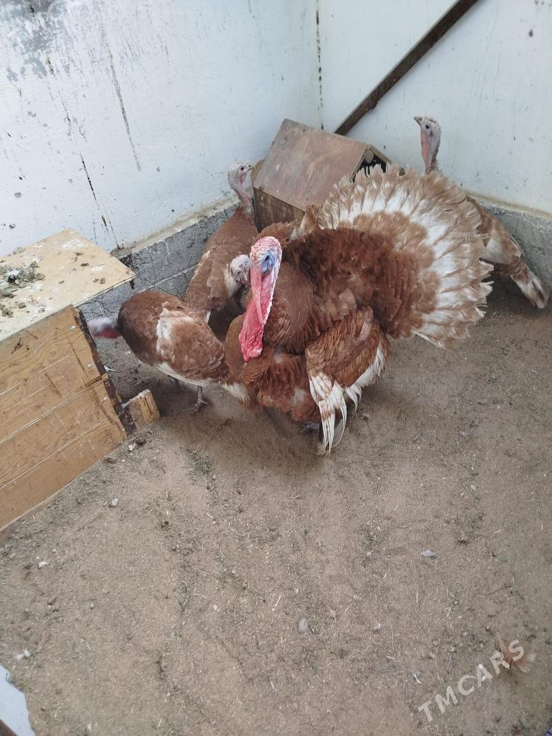 induk Owgan ýumurtga - Täze zaman - img 5