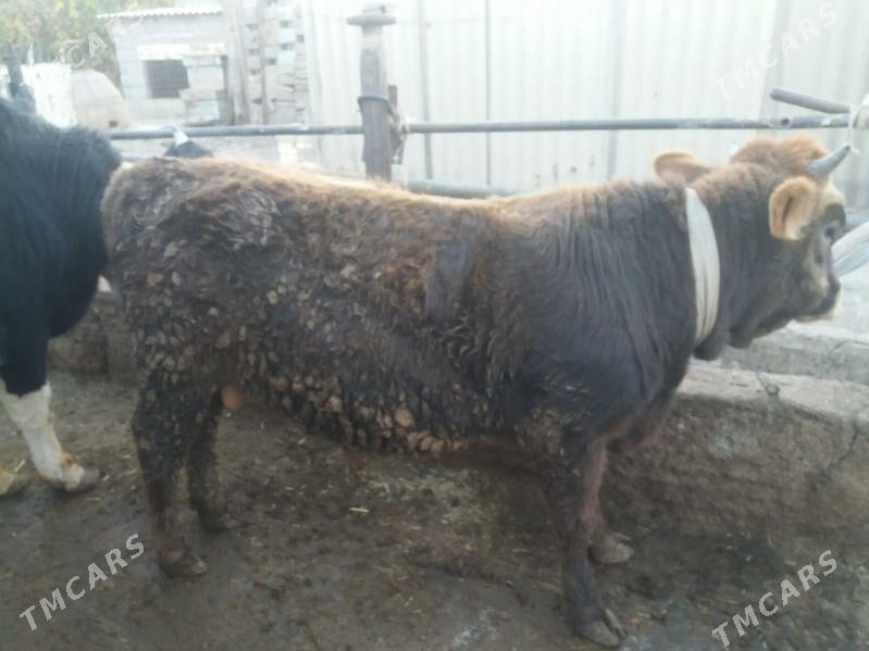 Öküz şiwes - Babadaýhan - img 2