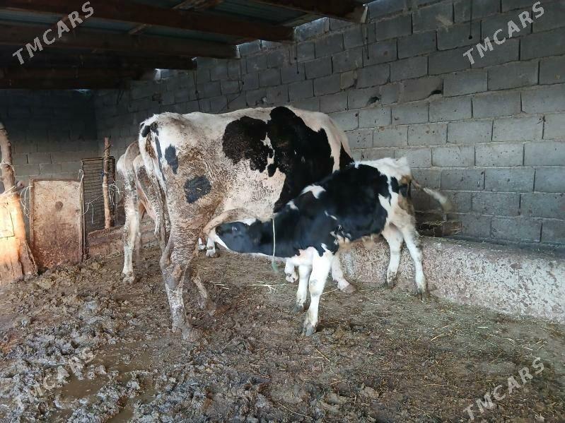 sigir - Бахарден - img 3