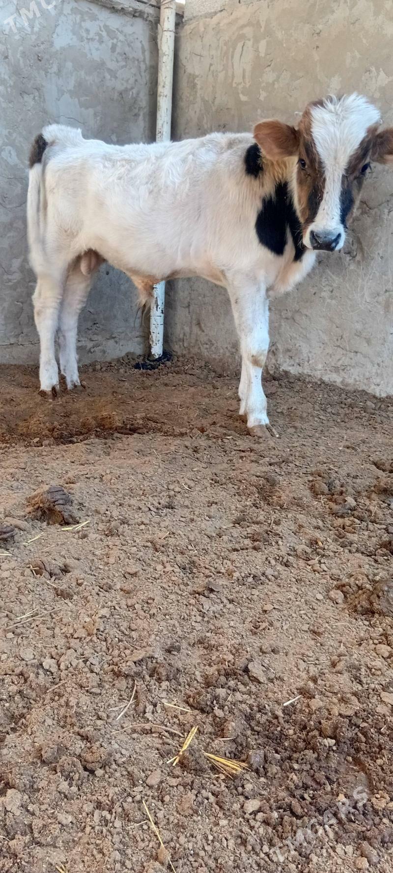 tohum öküz - Бахарден - img 2