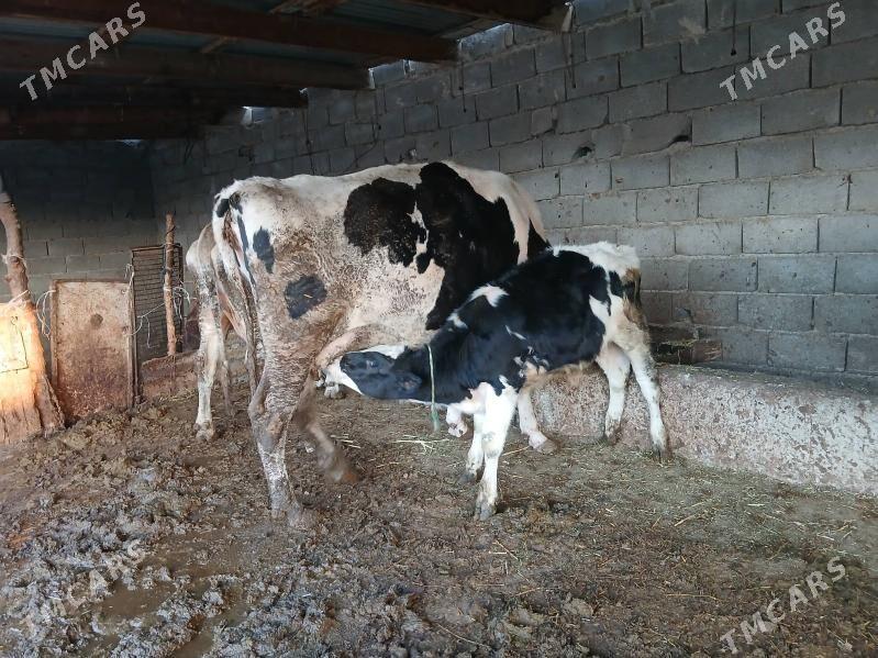 sigir - Бахарден - img 2