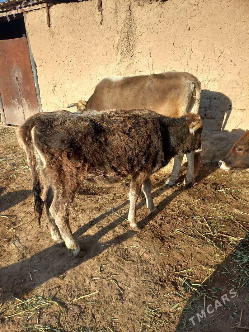 tuwe - Гызыларбат - img 1