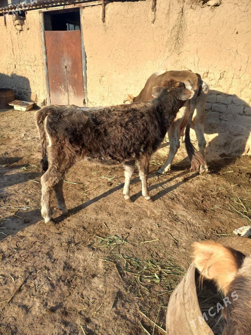 tuwe - Гызыларбат - img 2