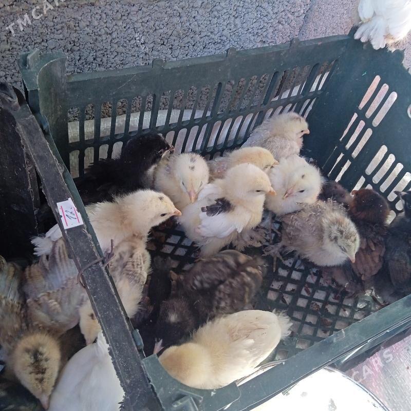 Juyje - Bäherden - img 2