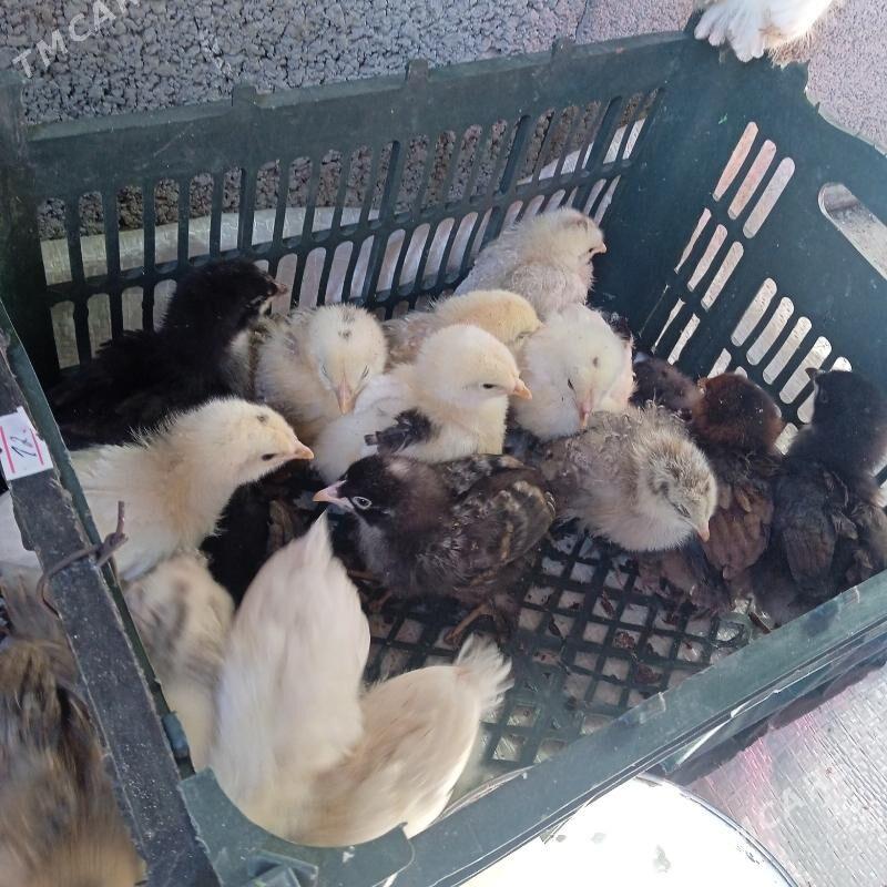 Juyje - Bäherden - img 1