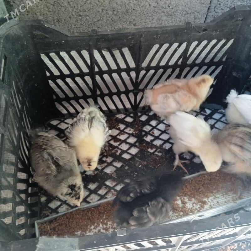 Juyje - Bäherden - img 3