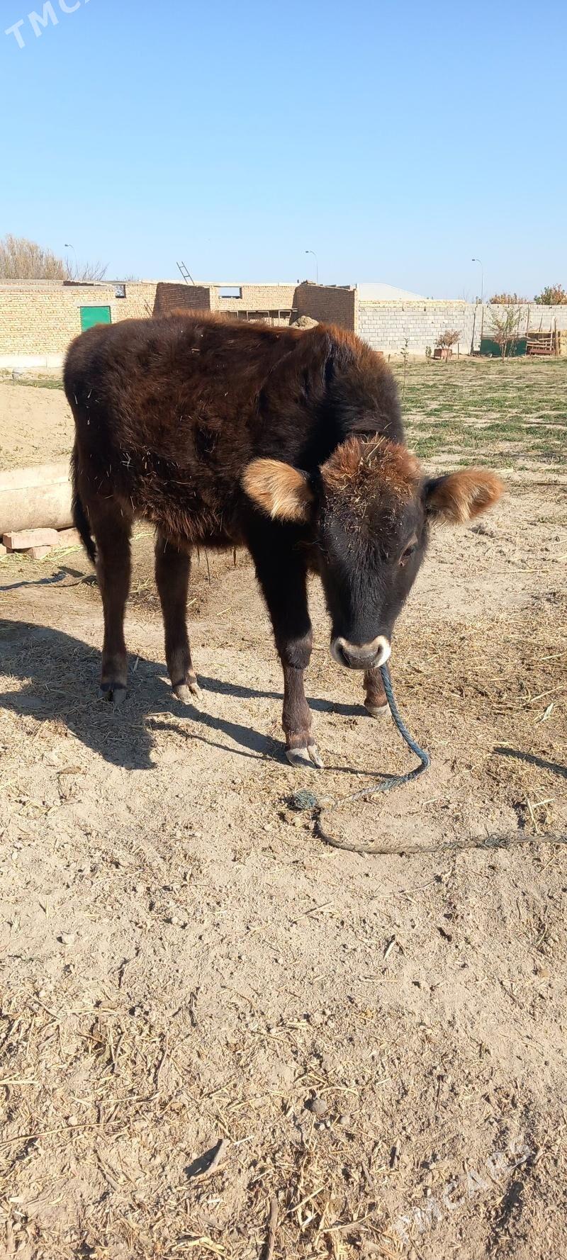 tüwe - Bäherden - img 1