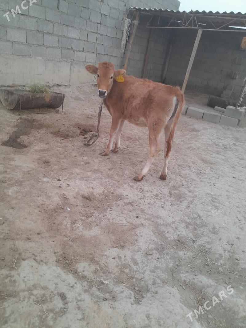 tuwe - Бахарден - img 1