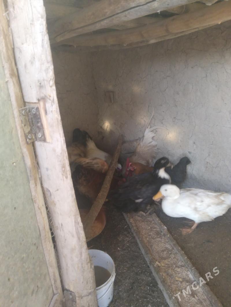 Horaz - Дашогуз - img 2