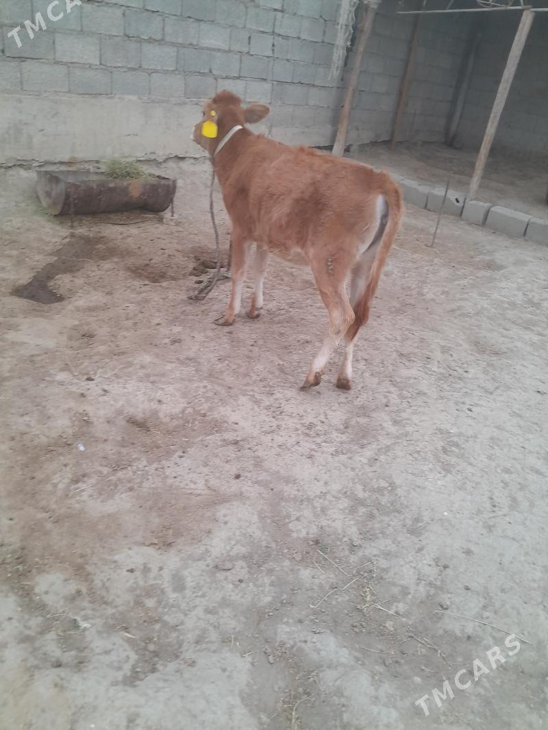 tuwe - Бахарден - img 2