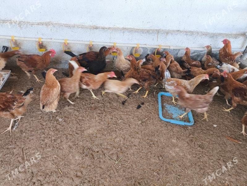 жуйже,juyje. - Ашхабад - img 2