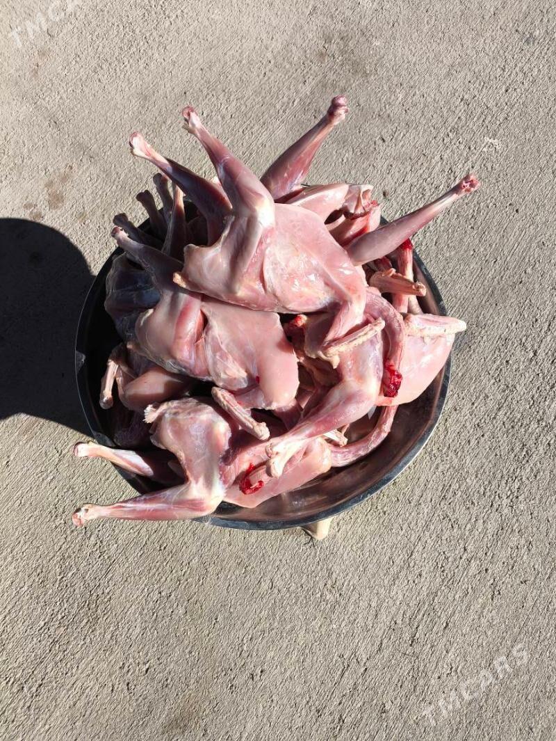 жуйже,juyje. - Ашхабад - img 1