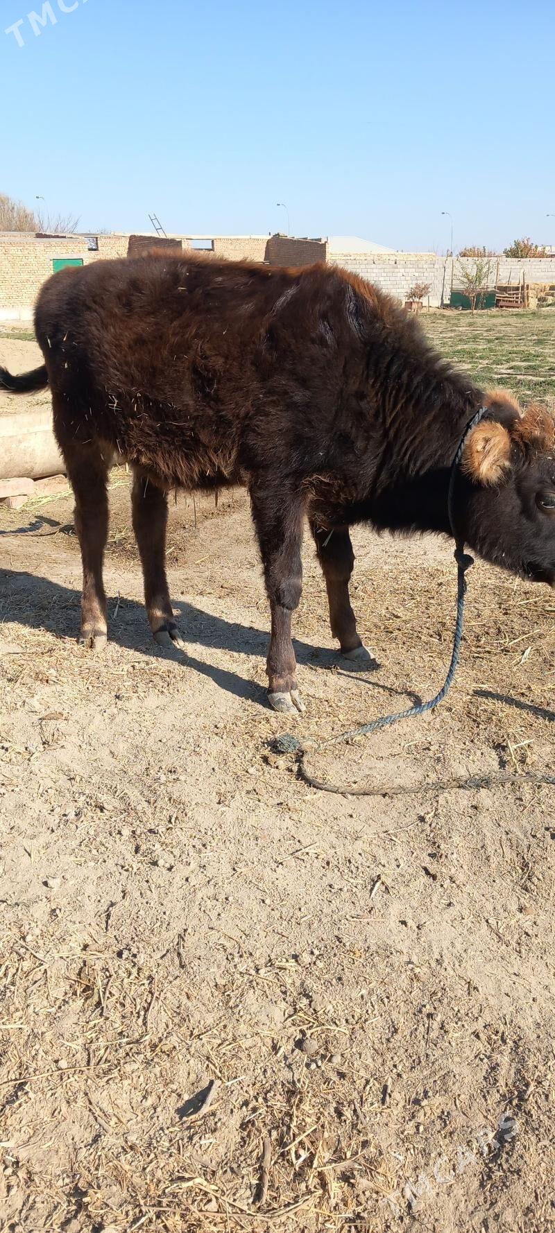 tüwe - Bäherden - img 2