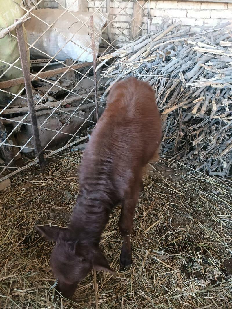 gulajyn - Векильбазар - img 2