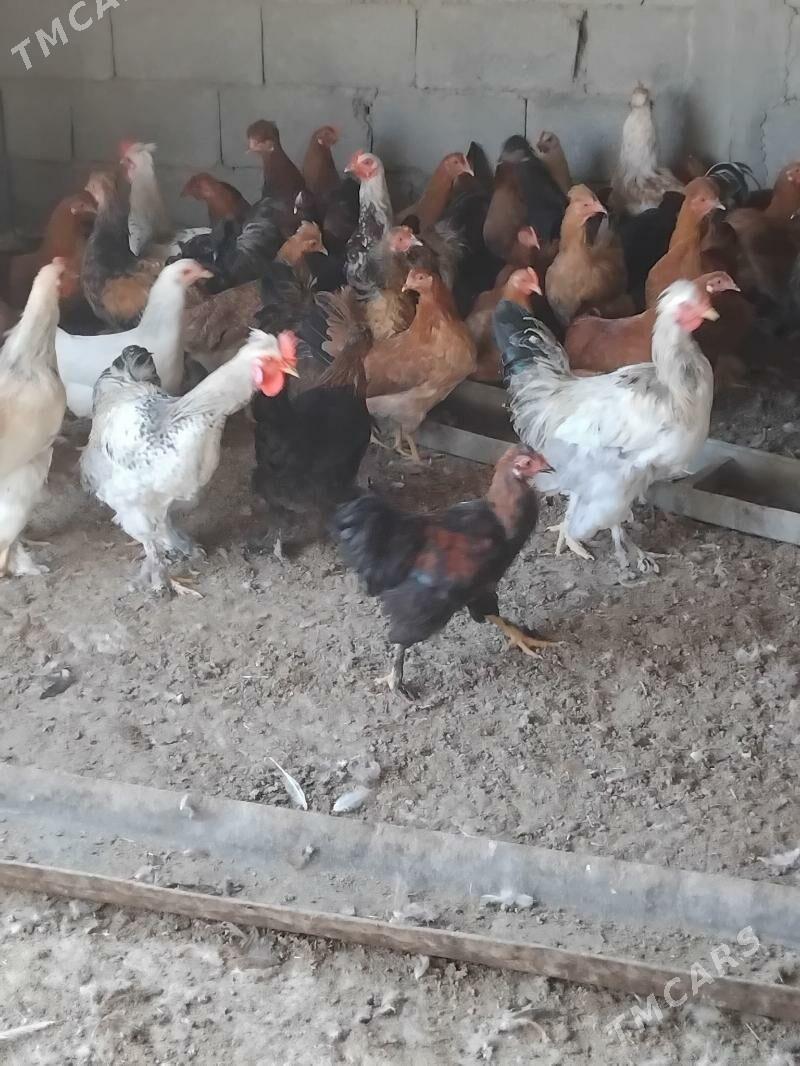 towuk - Бахарден - img 2