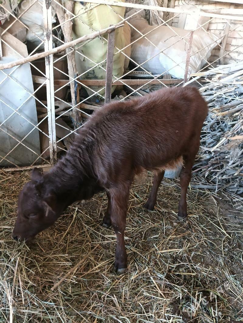 gulajyn - Векильбазар - img 3