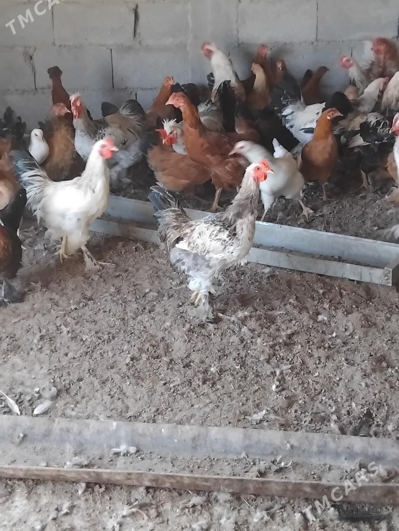 towuk - Бахарден - img 3