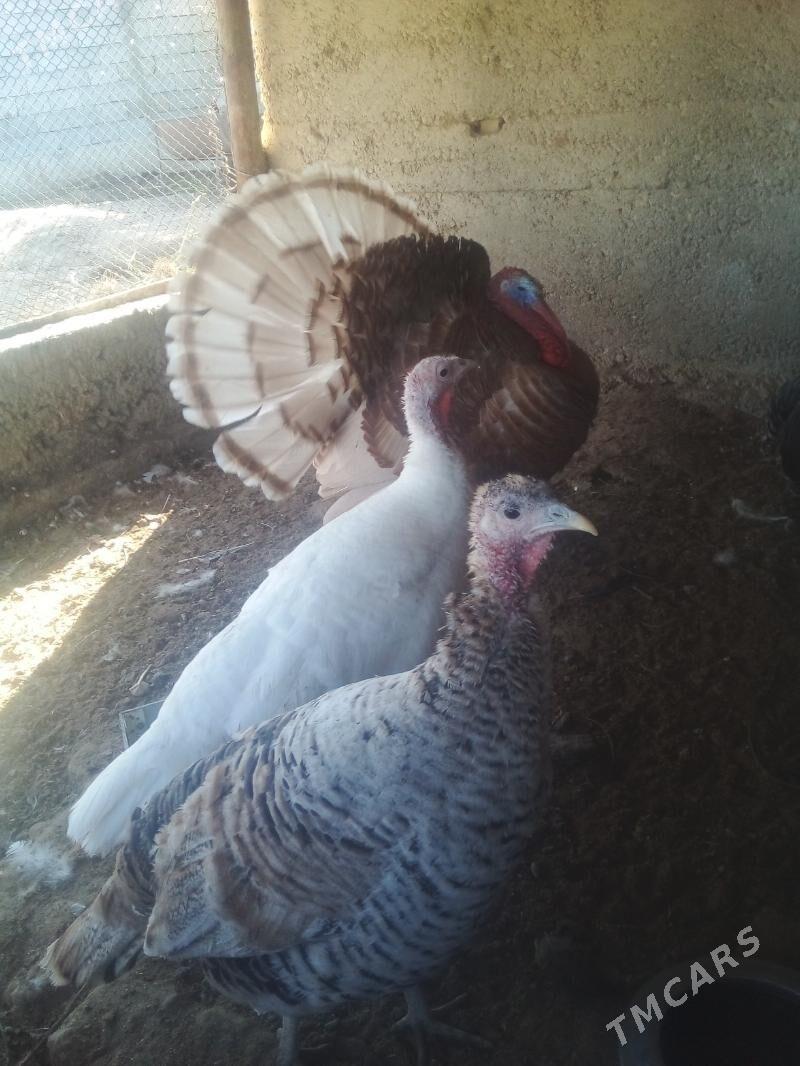 Induk - Büzmeýin - img 1