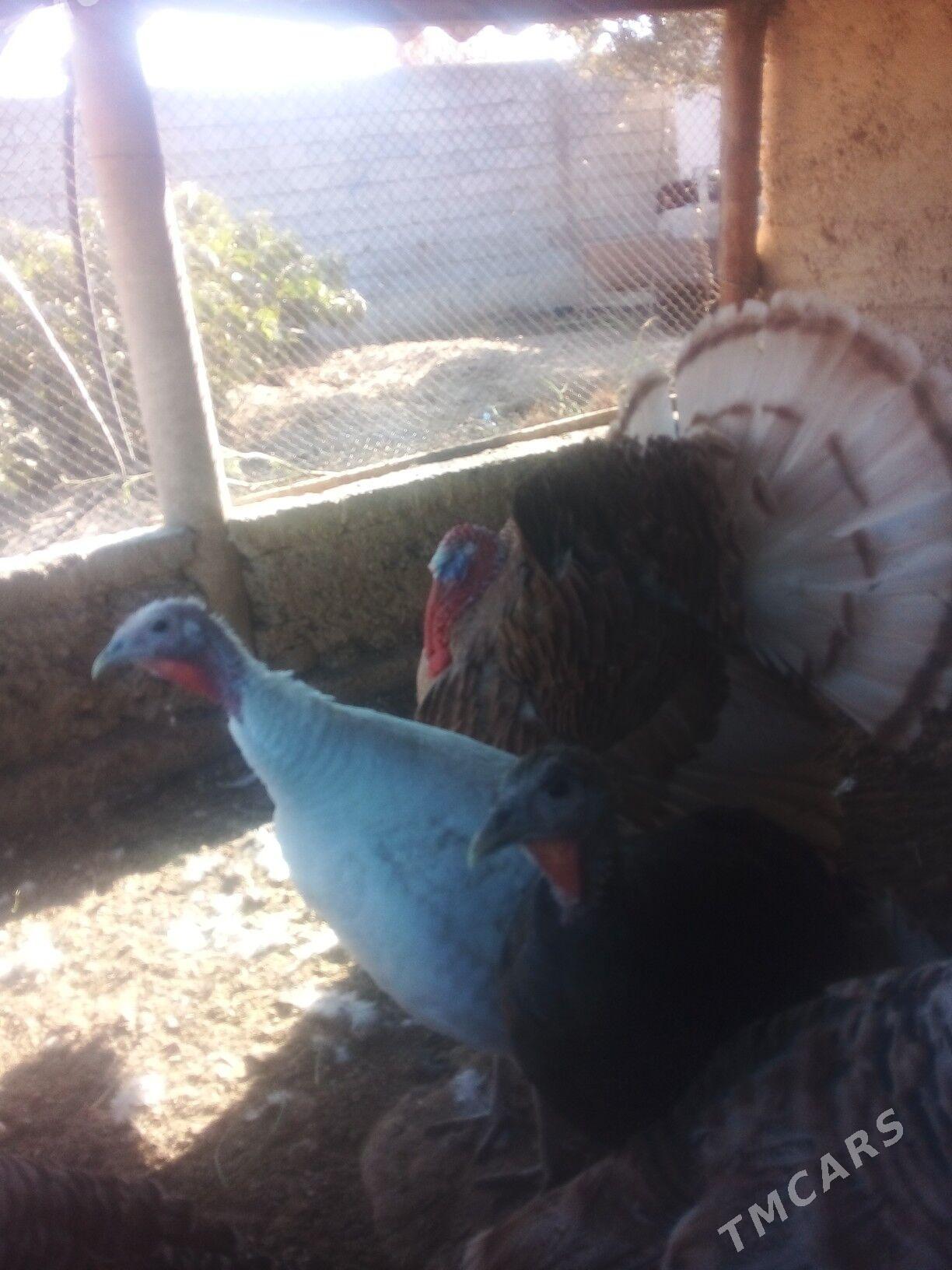 Induk - Büzmeýin - img 3