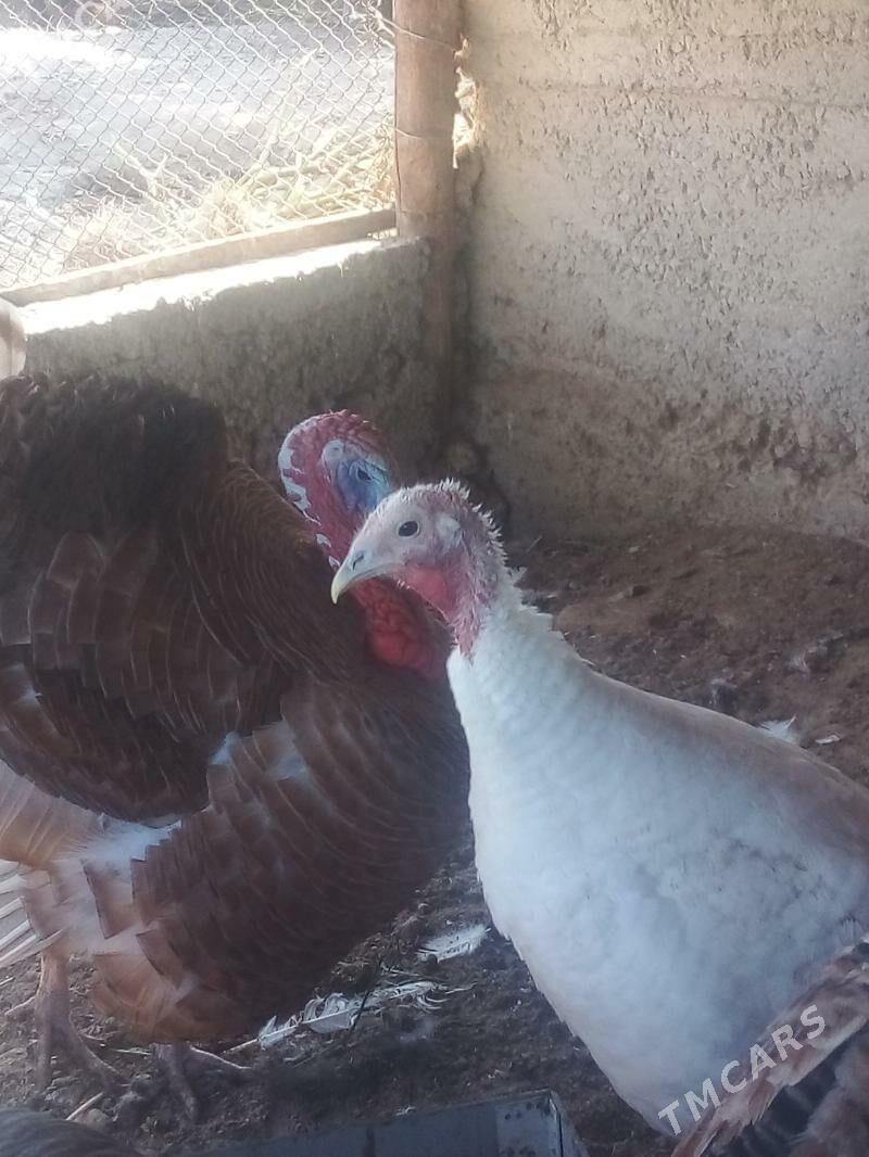 Induk - Büzmeýin - img 4