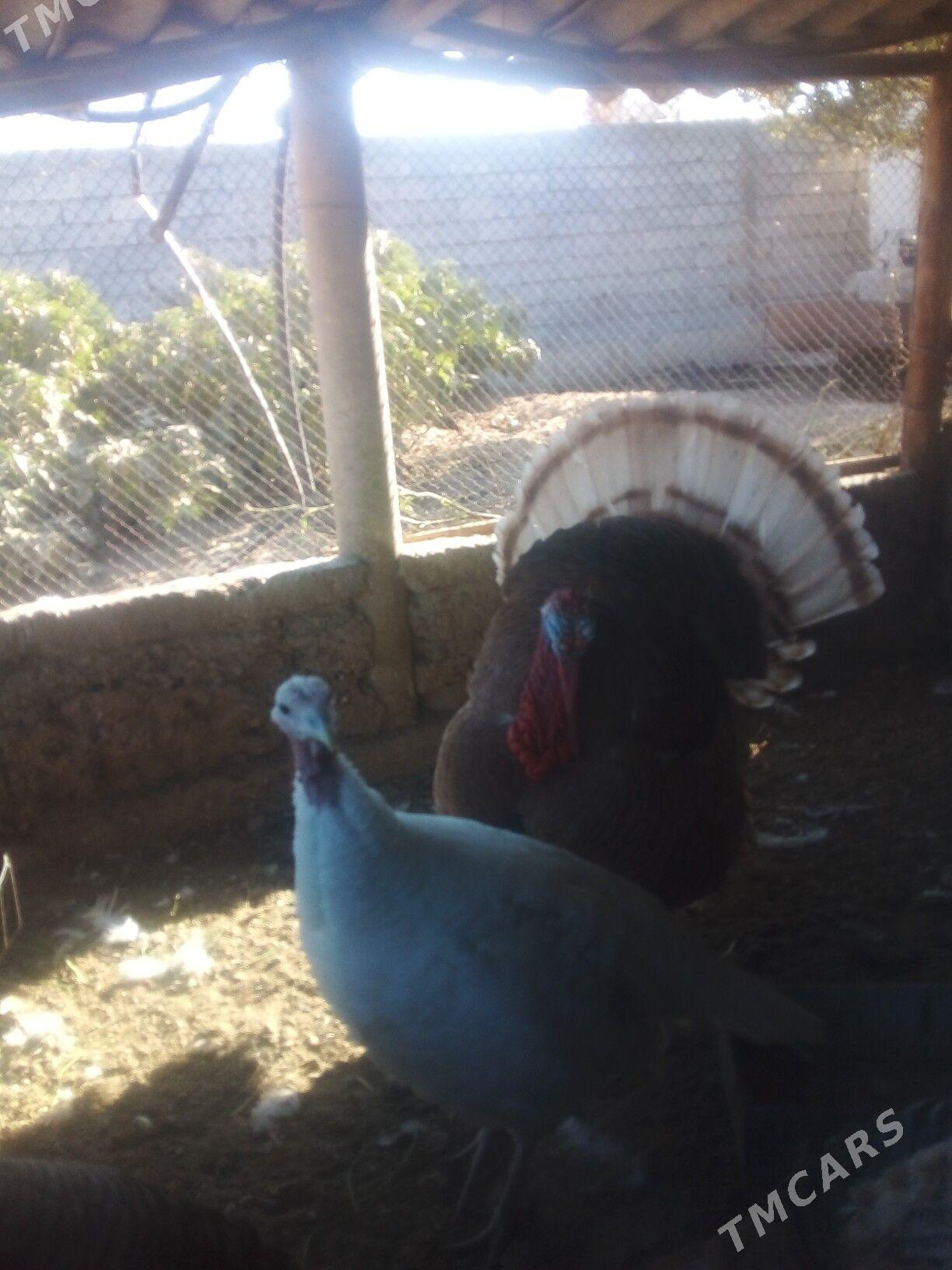 Induk - Büzmeýin - img 2